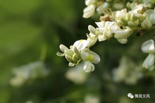 随笔|清风盈玥《槐花香》