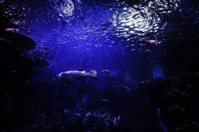 圣桑《动物狂欢节:水族馆》