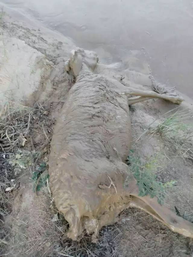 暴雨引发山洪,农户100多只羊被洪水冲走