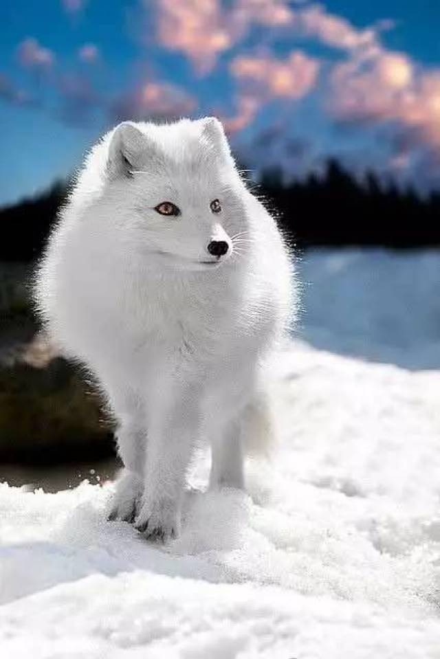 白狐(学名:alopex lagopus)别名蓝狐,北极狐,身长达50～75厘米,比