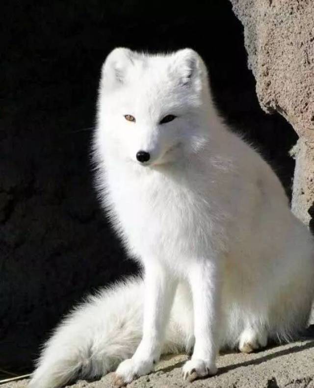 白狐(学名:alopex lagopus)别名蓝狐,北极狐,身长达50～75厘米,比
