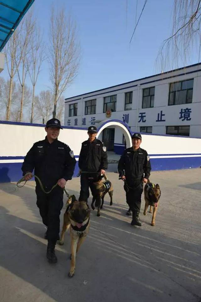 与犬共"武"--探访张家口市公安局万全分局警犬训练基地