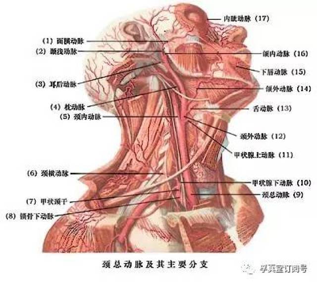 也是颈部主要的活动肌,大家请看下图胸锁乳突肌的位置!