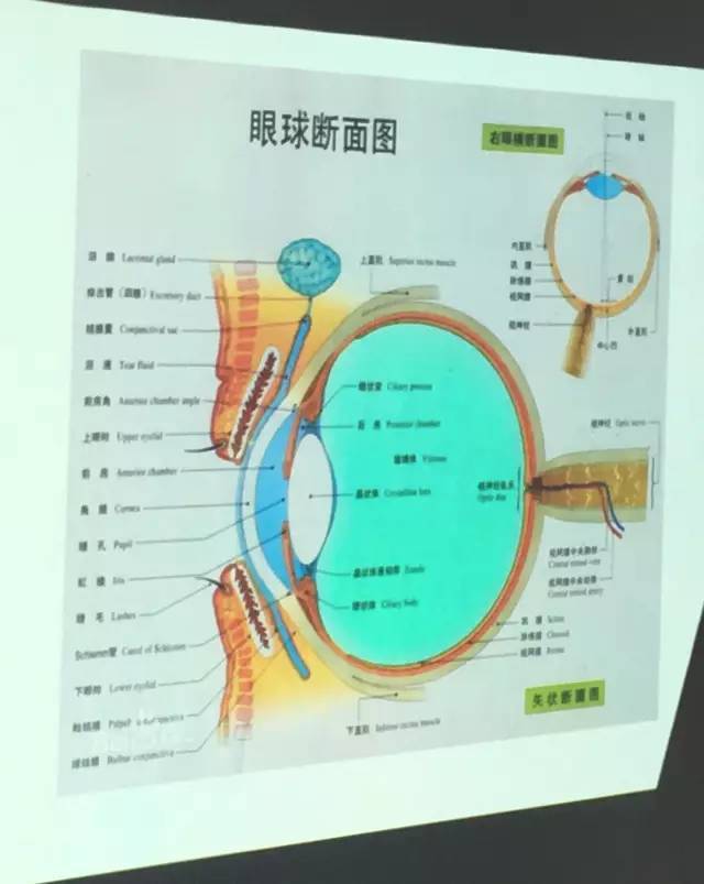 眼睛的错觉——笼中鸟