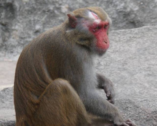 猴岛·故事会丨猕猴王国猴王兄弟的江湖恩怨