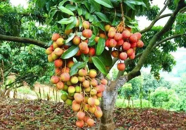 中国农民最适合种植的10种果树