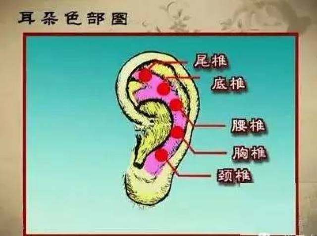 在耳轮上那个部位出现了肿胀或颜色变化就说明脊柱的相应位置出现了