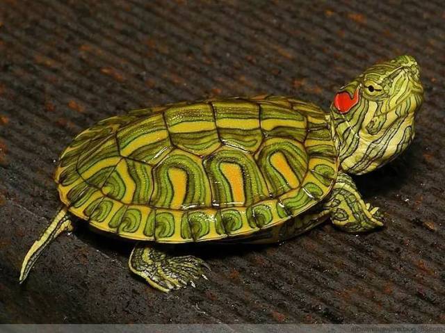 当年进口的"杜氏滑龟"(当然也有人认为,当年进口的为巴西斑彩龟)了