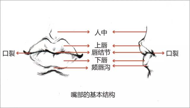 图32 选自"会画了电子书" 嘴 部的基本结构 嘴部可分为上唇和下唇