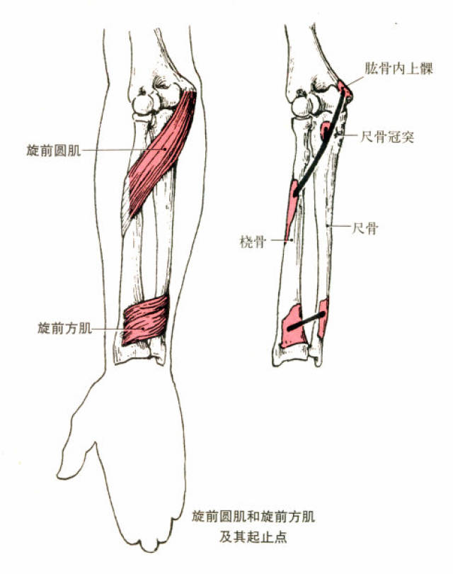 起点:肱骨内上髁和尺骨冠突. 止点:桡骨外侧面中部.