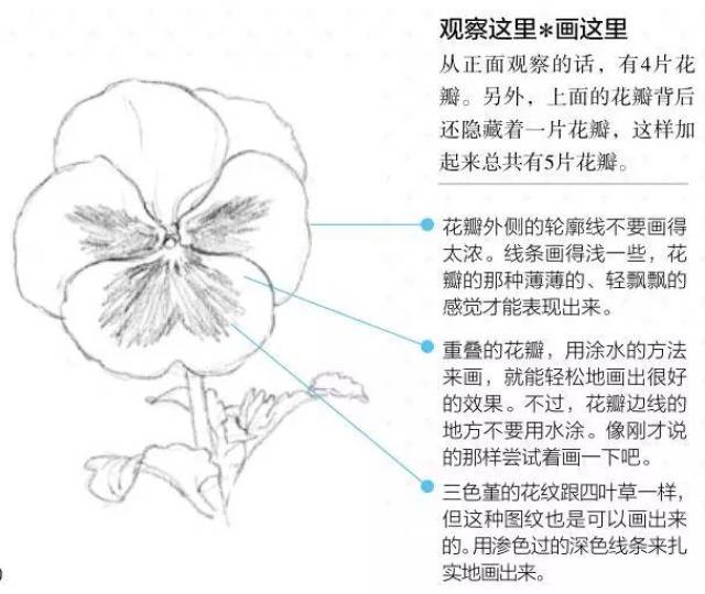 彩铅画:三色堇步骤