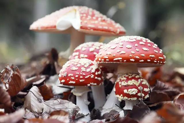 鉴定了 17种比较常见的野生 毒蘑菇,他们分别为: 大鹿花菌,赭红拟口蘑
