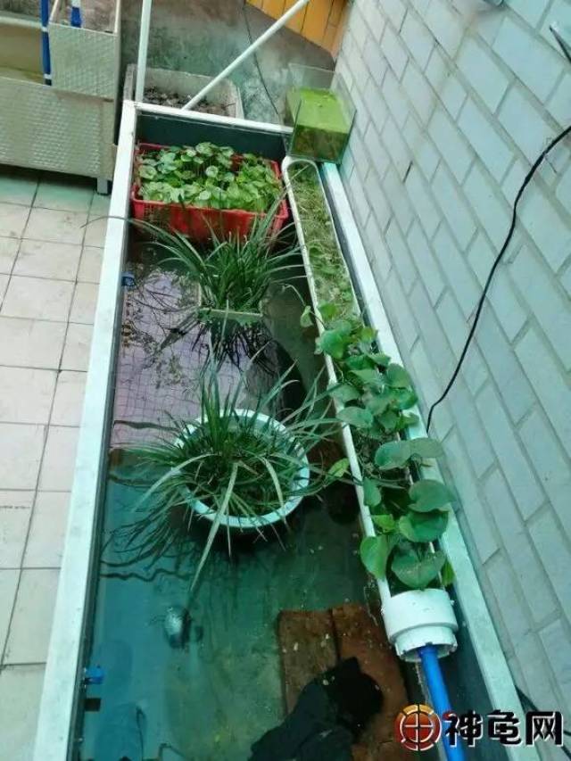 这一龟池将水循环绝妙地利用起来,种上水生植物,将一个简单的龟缸变得