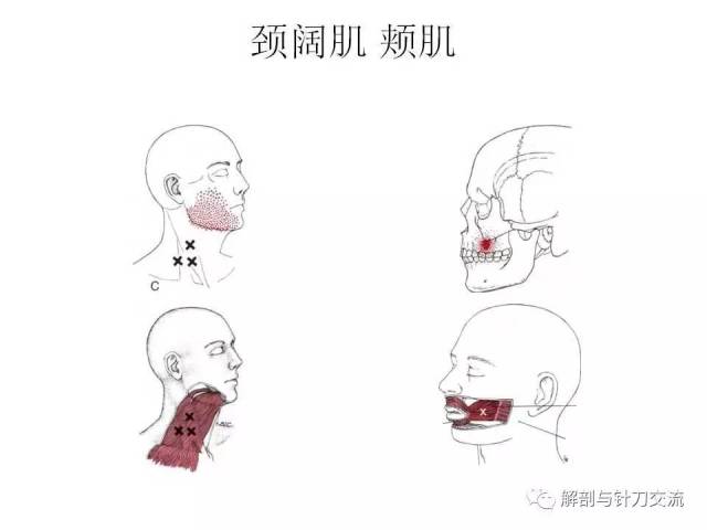 头夹肌和颈夹肌的激痛点解除【视频 】