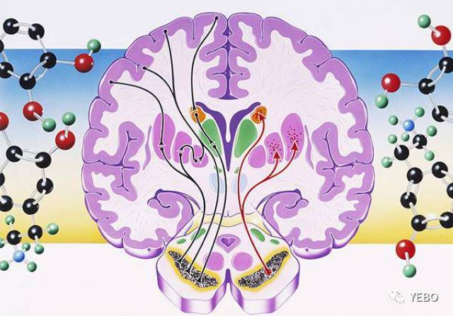 你以为多巴胺只和爱情快感有关?它却还关乎成瘾和精神分裂症!