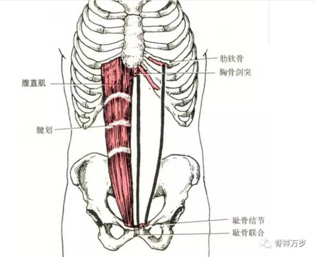 起点:胸腰筋膜,髂嵴和腹股沟韧带外侧.