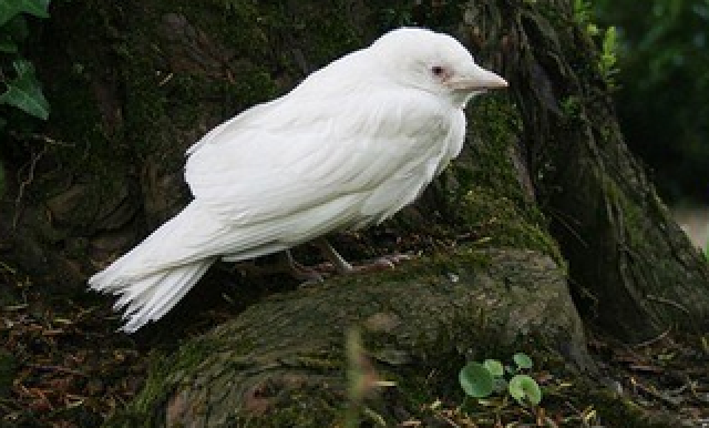 白化动物虽然很漂亮,但在自然界是很危险的,它们没有与生俱来的保护