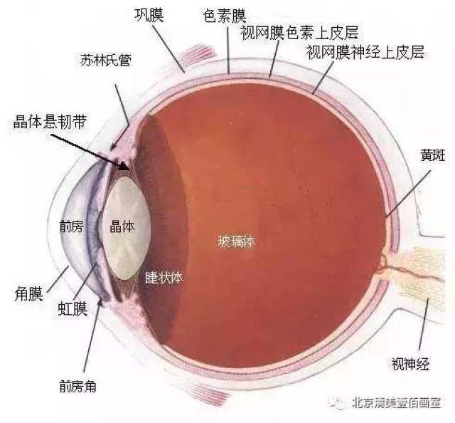 头部结构干货,给你详细分析一遍头部的结构!