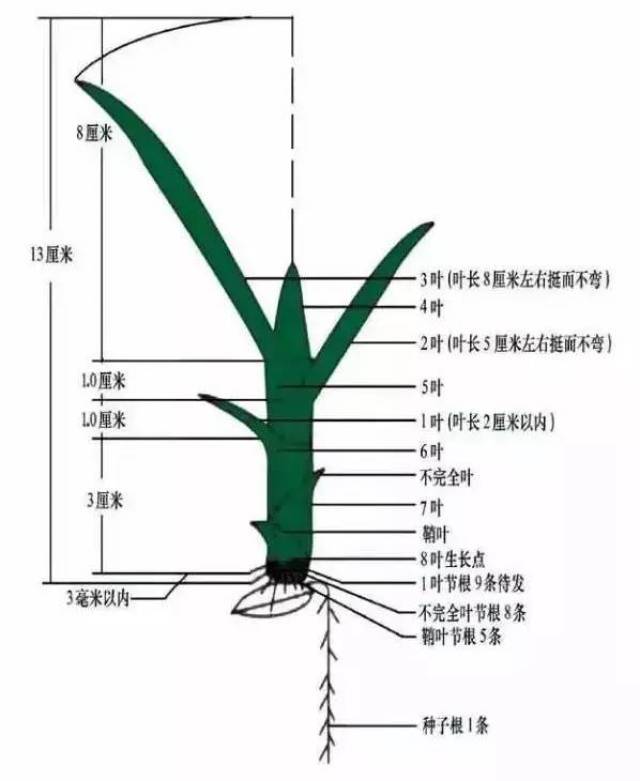 简单的水稻叶龄识别!