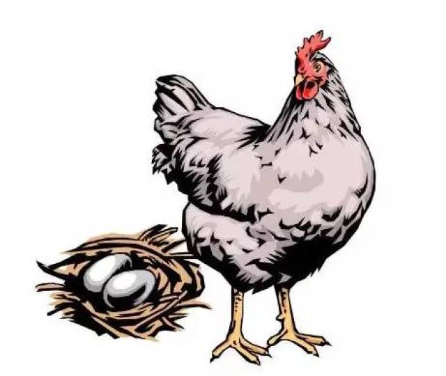 一只母鸡一堆鸡蛋猜成语_母鸡卡通图片