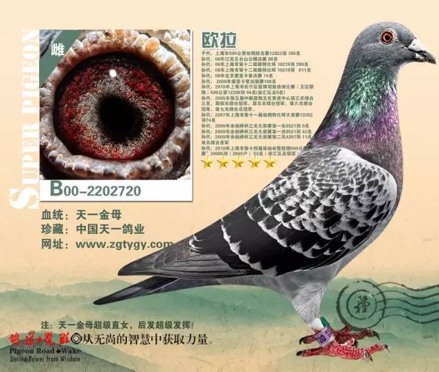 【赏鸽派】中国天一鸽业39羽基础种鸽
