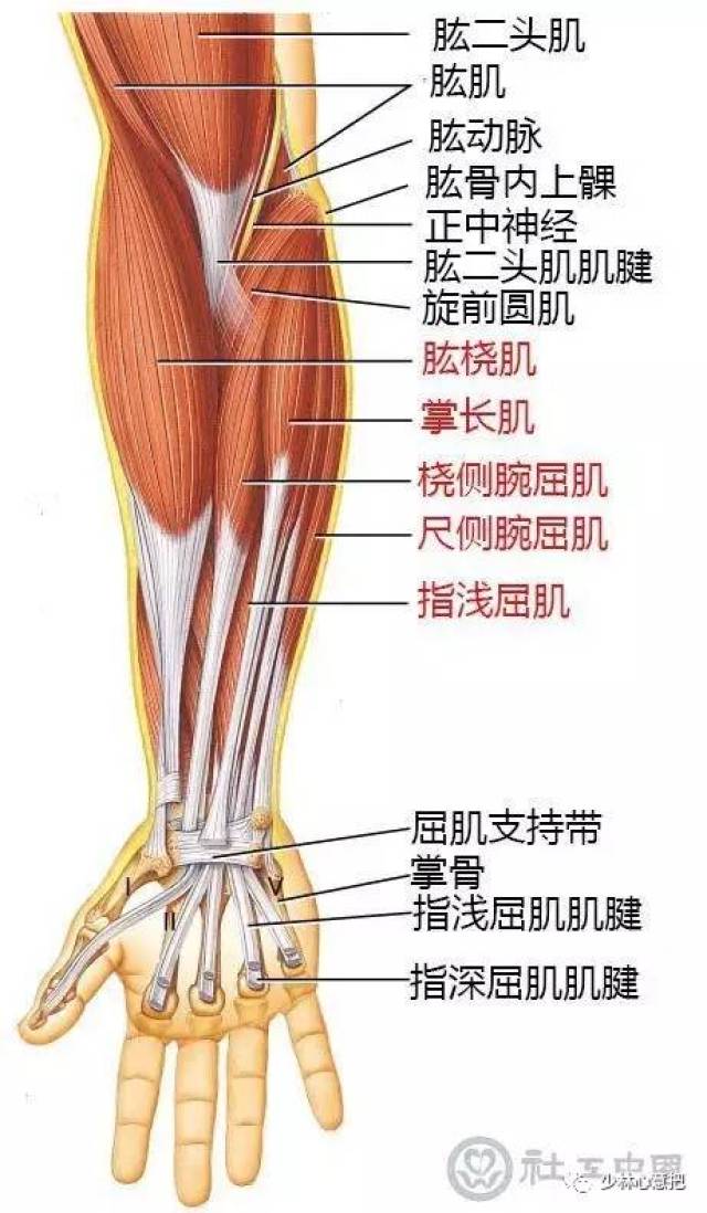 第一幅是一个肘关节的结构图,看到手臂骨关节之间有白色的了连接物体