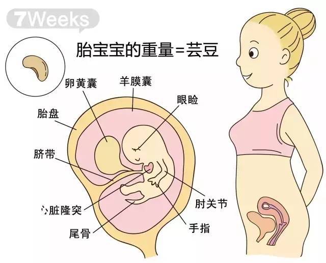 孕期各周胎儿生长发育标准 