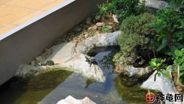 龟池欣赏 | 爱到深处,自然给龟造一个仿生态龟池