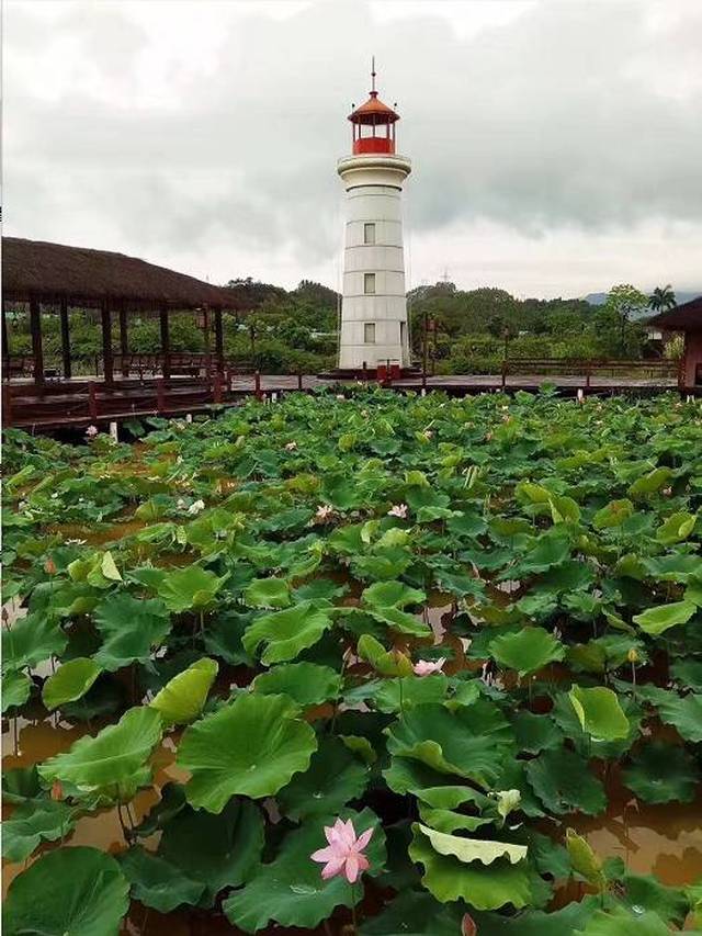 度假村内就私藏着近千亩的鹤鸣洲湿地公园.