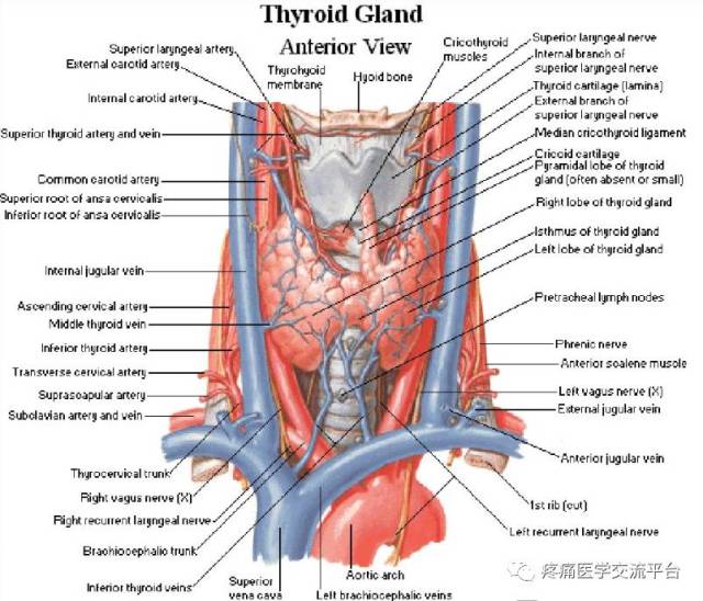 甲状腺局部解剖