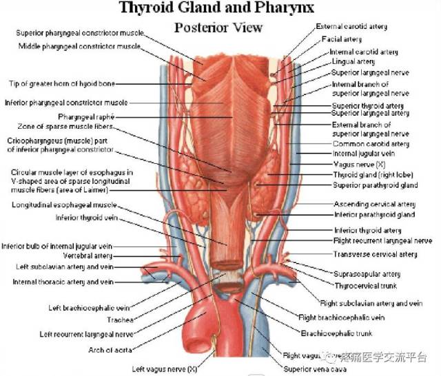 甲状腺局部解剖