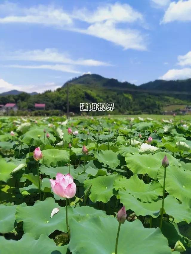 约!建阳人夏日采摘地图