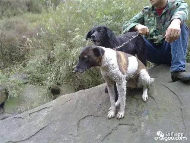 在川西地区甘阿凉3州都是用这种狗,当地人叫它撵山狗,成群狩猎威力