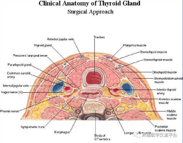 甲状腺局部解剖