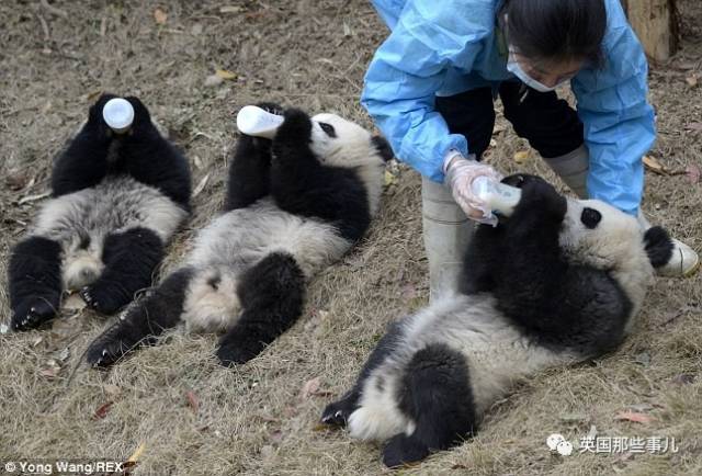 这世界上最好的工作,大概就是来当熊猫饲养员.