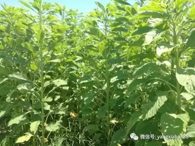 这便是神奇的牧草"苣苋草"(籽粒苋)