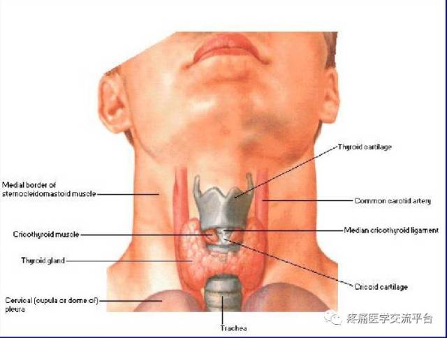 甲状腺局部解剖