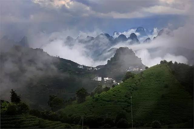 茶旅世界丨阳朔七仙峰有机茶观园
