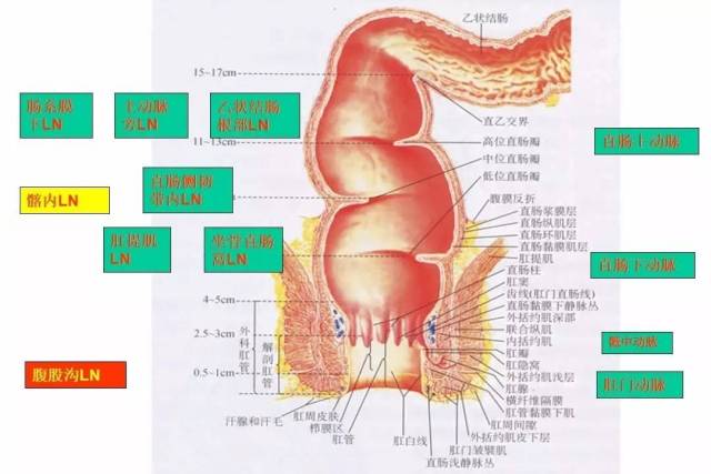 视频 课件 | 你需要了解的直肠癌放射治疗内容都在这里了