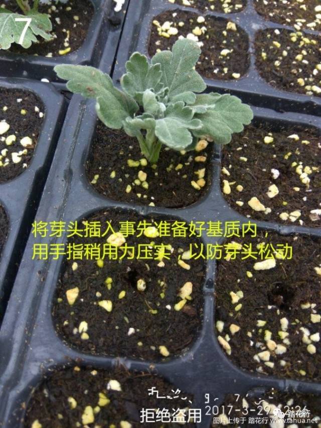 图解菊花扦插与分株