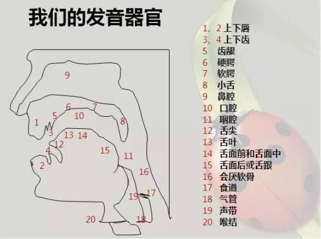 (2)找到假声的发声感觉.