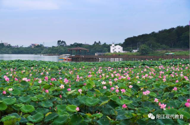 7月29日免费送票|荷花旅游文化节在岗美云山绿湖旅游度假村举办