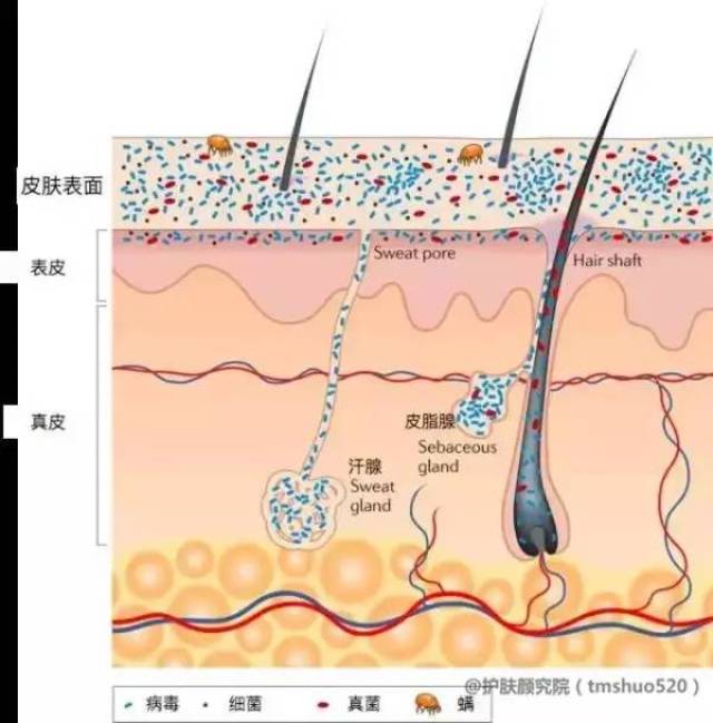 科普|| 夏天汗涔涔,我们终于不用补水了?错!美女必看