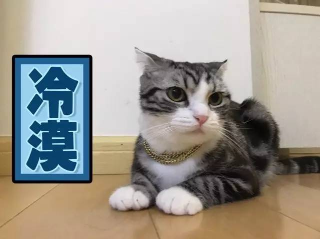 猫猫表情包大赛 全成都最可爱的猫都在这儿了