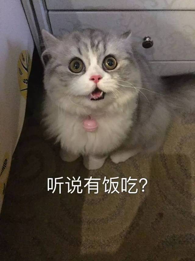 猫猫表情包大赛 | 全成都最可爱的猫都在这儿了