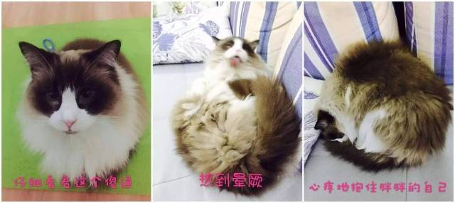 猫猫表情包大赛 全成都最可爱的猫都在这儿了