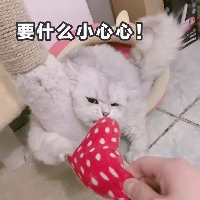 猫猫表情包大赛 全成都最可爱的猫都在这儿了