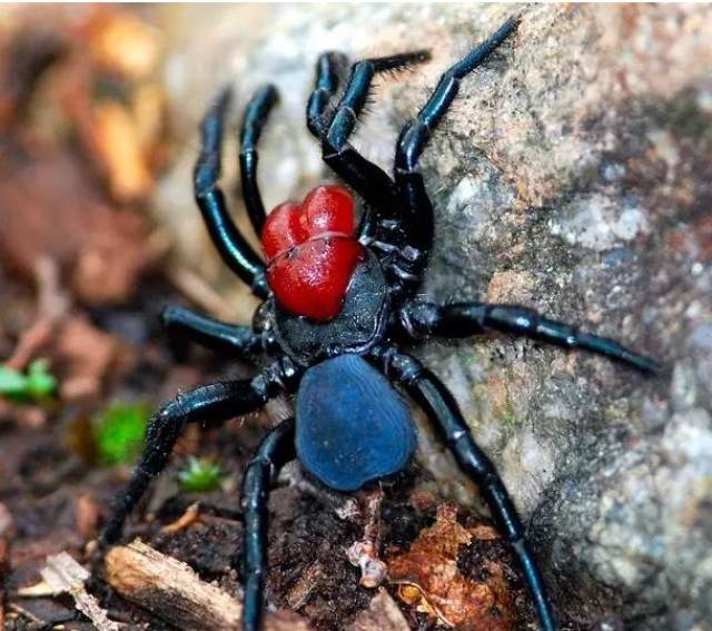 澳洲情侣家中惊现巨型蜘蛛!澳洲如此野性,你还敢