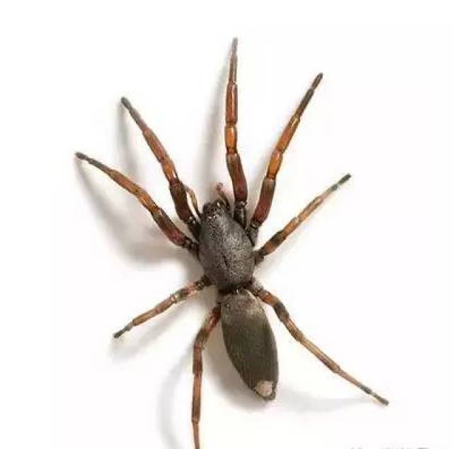 澳洲情侣家中惊现巨型蜘蛛!澳洲如此野性,你还敢来吗?