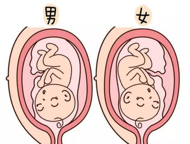 8.看胎盘-胎盘前壁是男孩,胎盘后壁是女孩